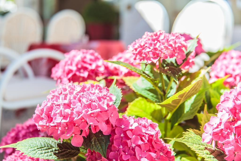 Hotel Garden Bellaria-Igea Marina Luaran gambar